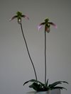 Paphiopedilum bullenianum var celebensis